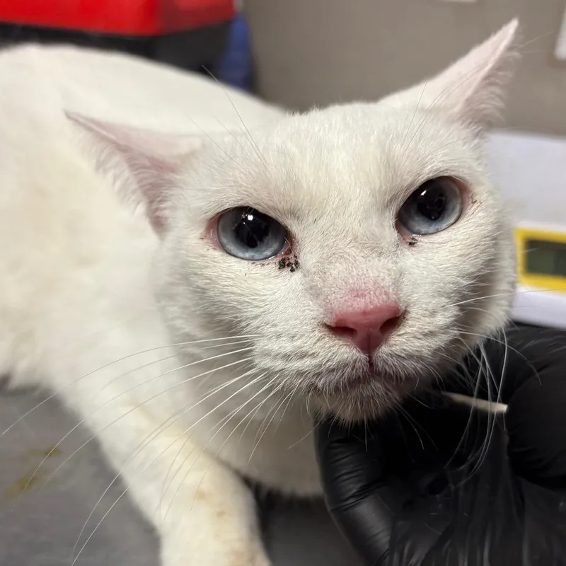An adult large-sized female Domestic Short Hair cat named Pearl for adoption in Yuma, AZ