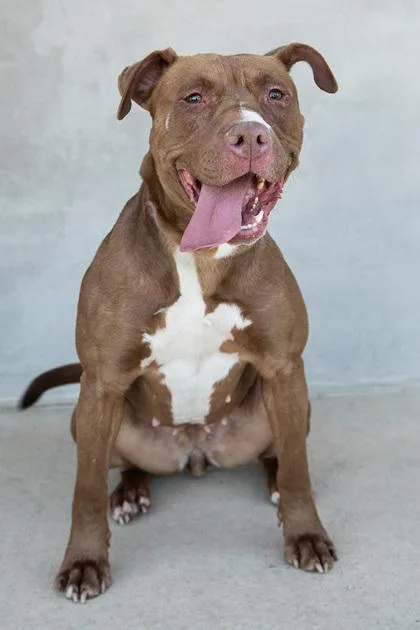 A young medium-sized female Mixed Breed dog named Nessa for adoption in Longmont, CO