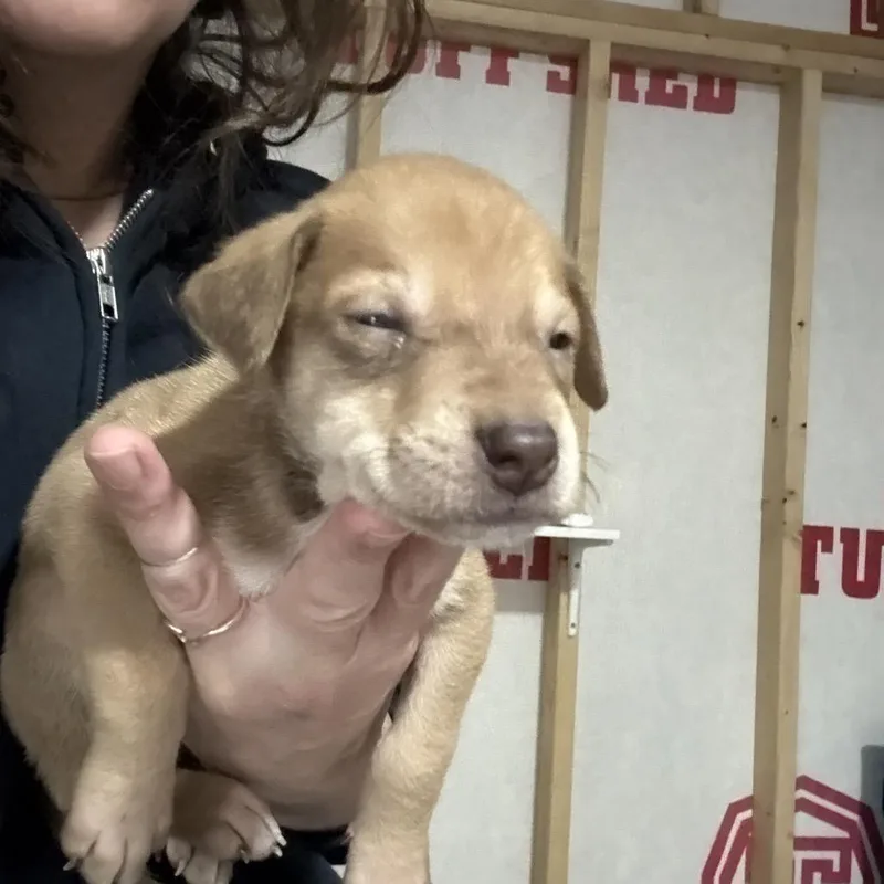 A baby medium-sized female Yellow / Tan / Blond / Fawn Mixed Breed dog named Peeps for adoption in Sacramento, CA