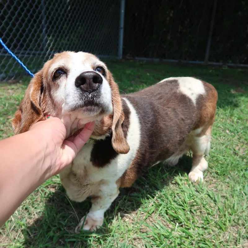 A senior medium-sized female White / Cream Basset Hound dog named Lola for adoption in Pearland, TX