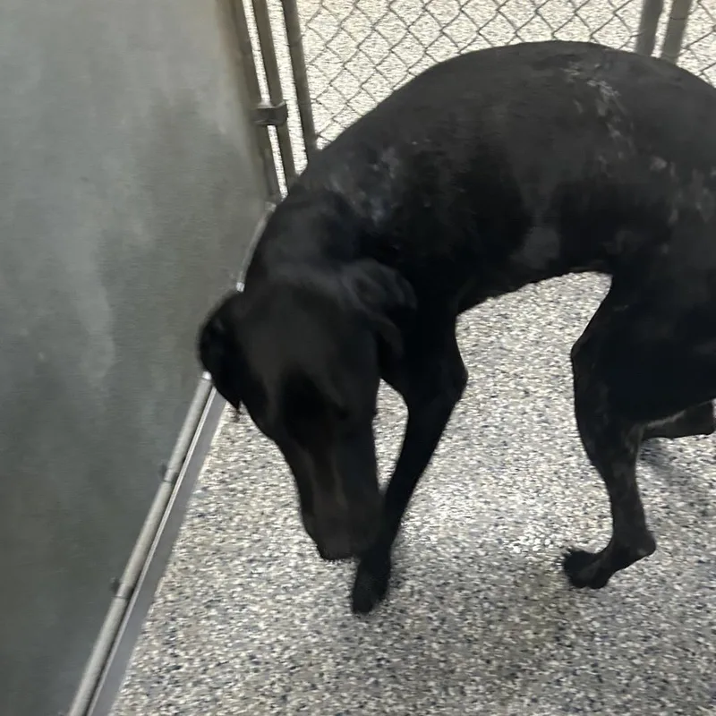 An adult large-sized male Hound dog named Range Rd Stray for adoption in Roxboro, NC