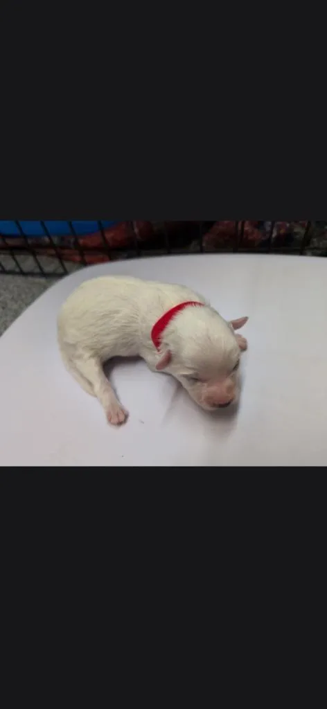 A baby small-sized female Eskimo Dog dog named Zella Red collar for adoption in Syracuse, IN