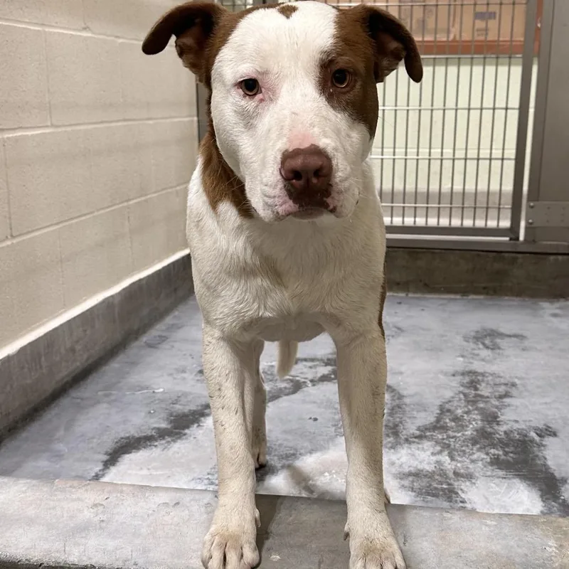 An adult medium-sized male Red / Chestnut / Orange Pit Bull Terrier dog named Chase for adoption in Upland, CA