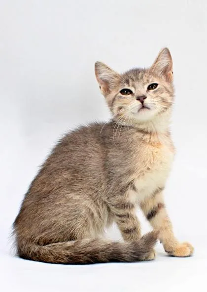 A baby small-sized female Domestic Short Hair cat named Starlight for adoption in Morton Grove, IL