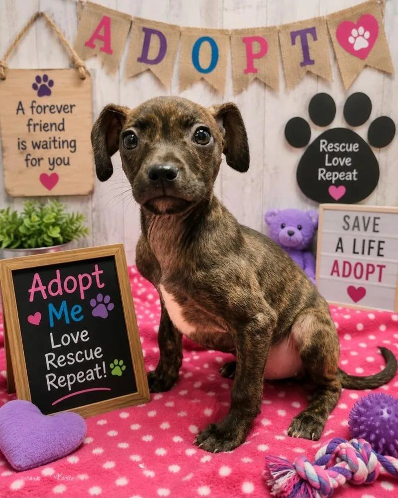 A baby large-sized female Chihuahua dog named Raleigh for adoption in Washington Court House, OH
