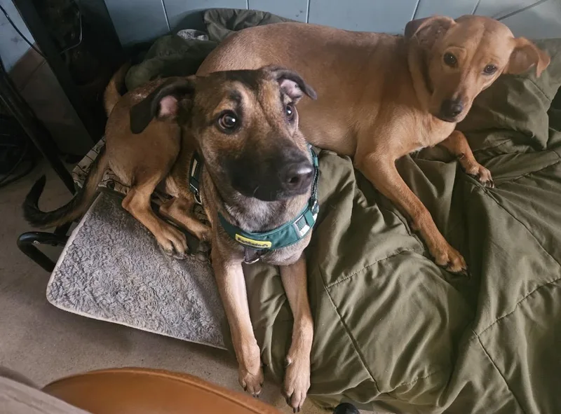 A young medium-sized male Whippet dog named Rudy for adoption in New York, NY