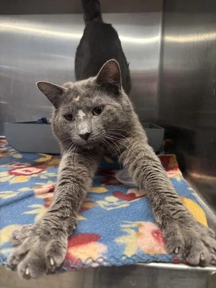 An adult large-sized male Domestic Short Hair cat named Gunther for adoption in Lafayette, IN