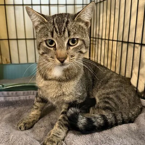 An adult medium-sized male Domestic Short Hair cat named Jim for adoption in Driggs, ID