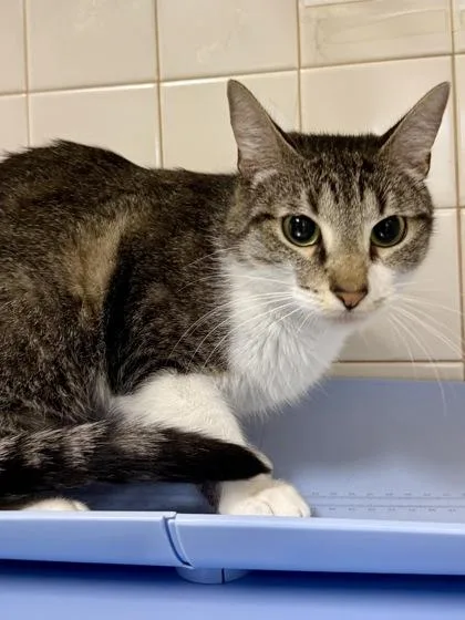 An adult medium-sized female Domestic Short Hair cat named Chicken mini for adoption in San Antonio, TX