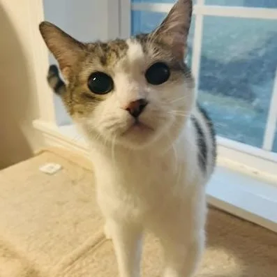 A senior large-sized male Gray / Blue / Silver American Shorthair cat named Teddy for adoption in Marietta, GA