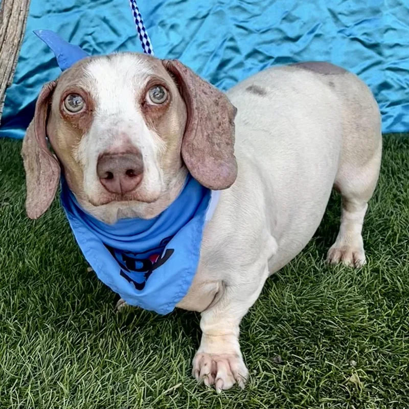 A young small-sized male Dachshund dog named Herman for adoption in Rowland Heights, CA