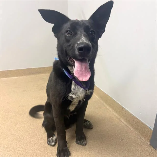 A young small-sized male Australian Cattle Dog / Blue Heeler dog named Scrabble for adoption in Aurora, CO