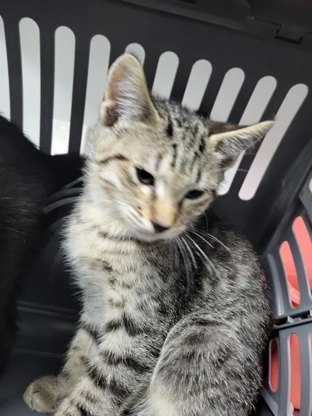 A baby small-sized male Domestic Short Hair cat named Nf Carmie for adoption in Lawrenceville, GA