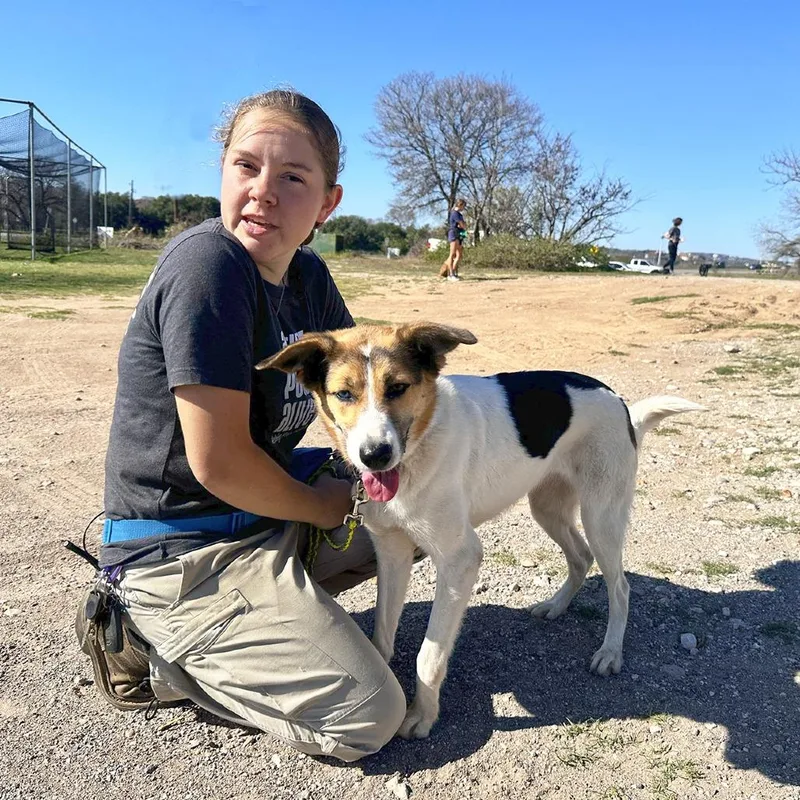 An adult medium-sized female White / Cream Siberian Husky dog named Rangi for adoption in Austin, TX