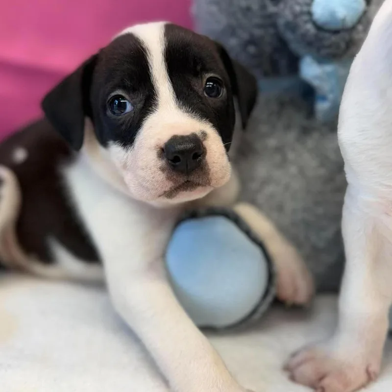 A baby medium-sized female American Staffordshire Terrier dog named Zhara for adoption in Tacoma, WA