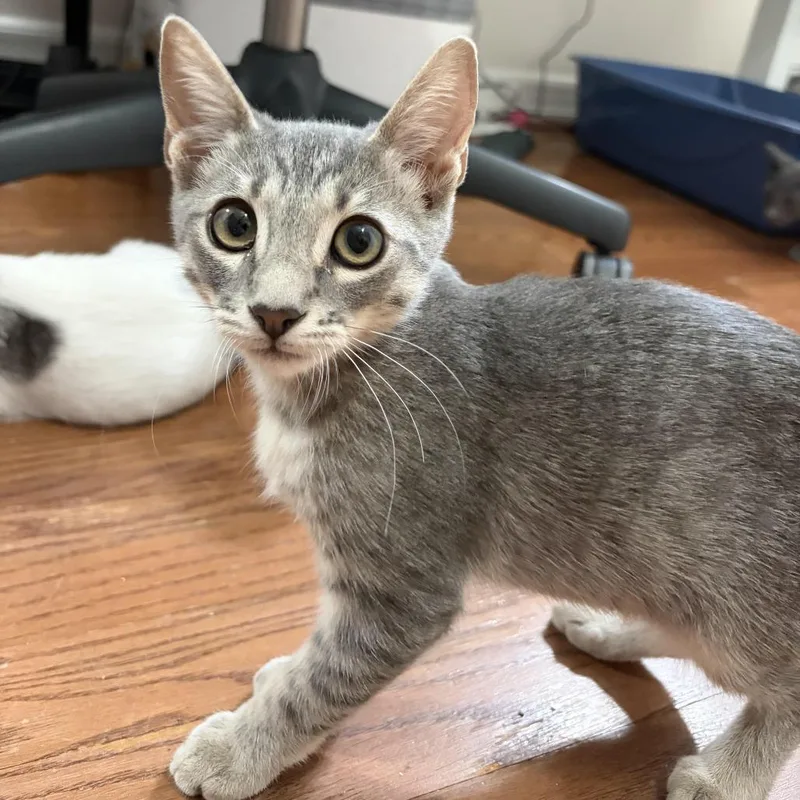 A baby small-sized male Gray / Blue / Silver Domestic Short Hair cat named Dan Flashes for adoption in Los Angeles, CA