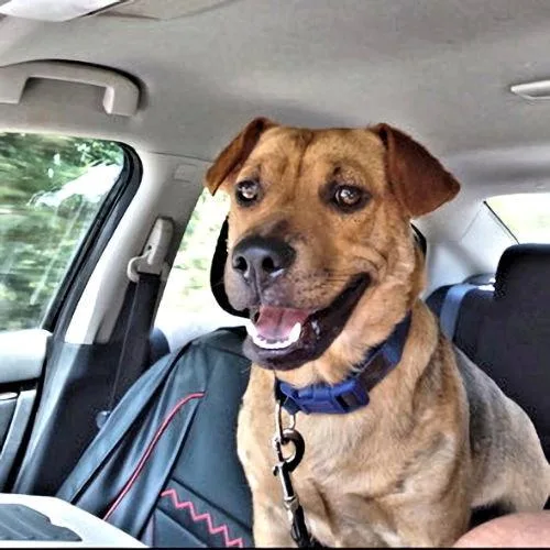 A young medium-sized male Black Mouth Cur dog named Little Man for adoption in Rutherfordton, NC