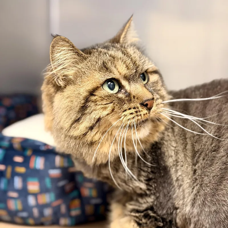 A senior medium-sized female Tabby (Brown / Chocolate) Domestic Long Hair cat named Prada for adoption in Manahawkin, NJ