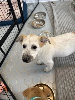 A baby medium-sized female Mixed Breed dog named Roo for adoption in Fort Worth, TX