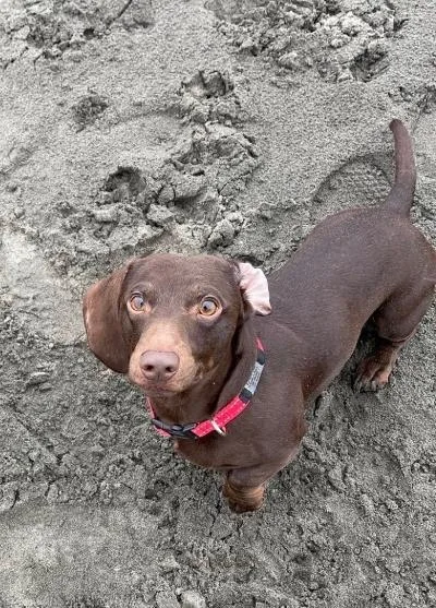 An adult small-sized male Dachshund dog named Duke for adoption in Portland, OR