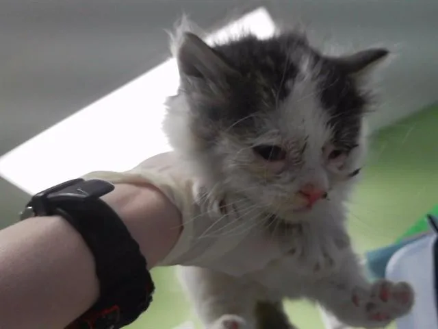 A baby small-sized male Domestic Short Hair cat named Malcolm for adoption in Omaha, NE