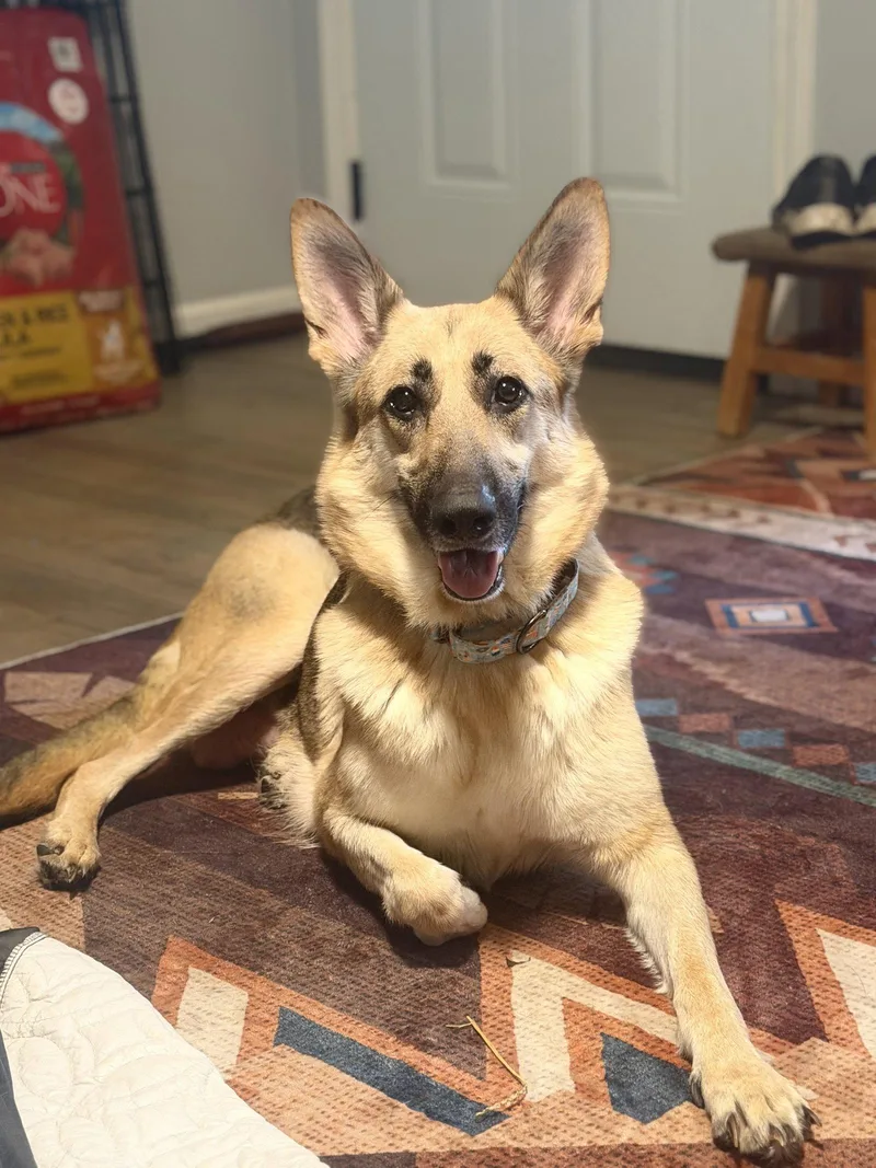An adult large-sized female German Shepherd Dog dog named Remington for adoption in Akron, OH