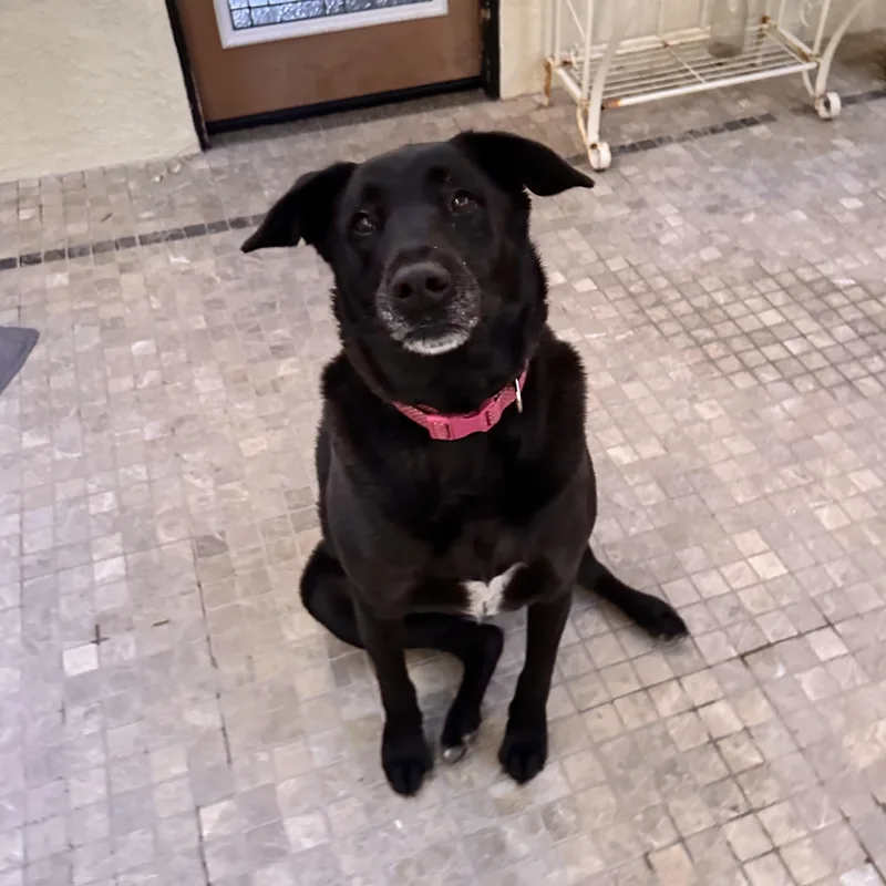 A senior large-sized female Labrador Retriever dog named Lucy for adoption in Los Angeles, CA