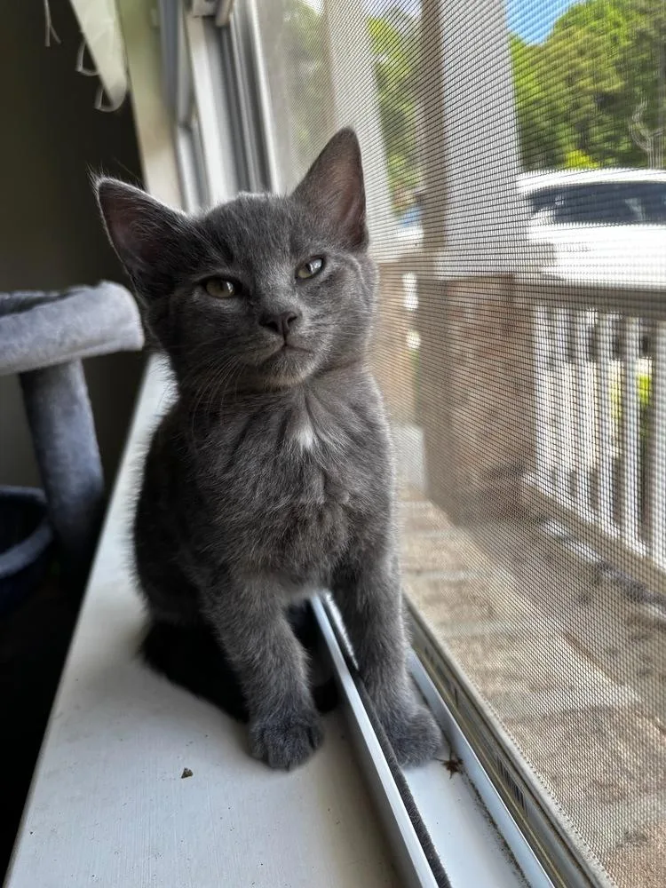 A baby small-sized male Gray & White Domestic Short Hair cat named Peter Pan for adoption in Mooresville, NC