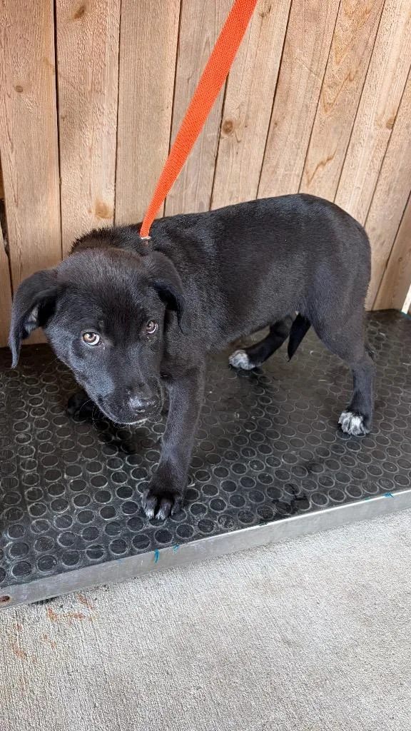 A baby medium-sized female Black Labrador Retriever dog named Mercedes for adoption in Missouri City, TX