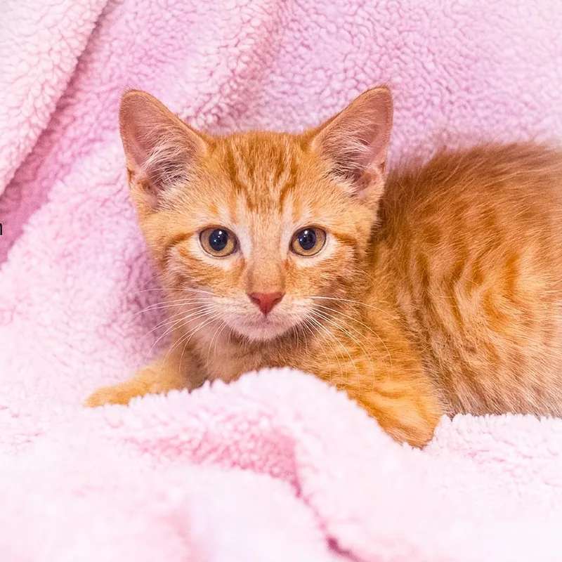 A baby small-sized male Orange / Red Domestic Short Hair cat named August for adoption in Ponte Vedra, FL