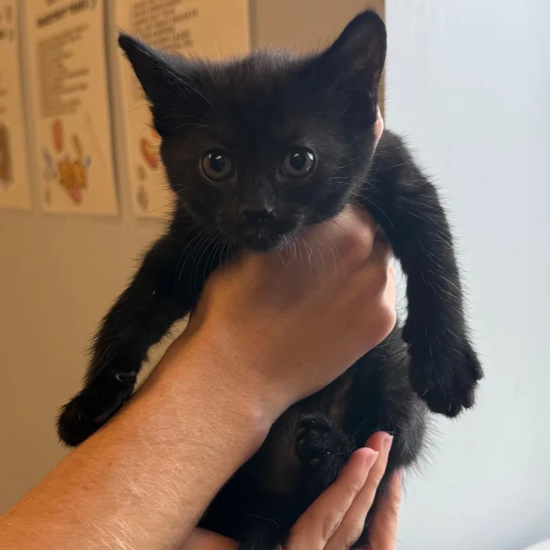 A baby small-sized female Black Domestic Medium Hair cat named Bear for adoption in Tuscaloosa, AL