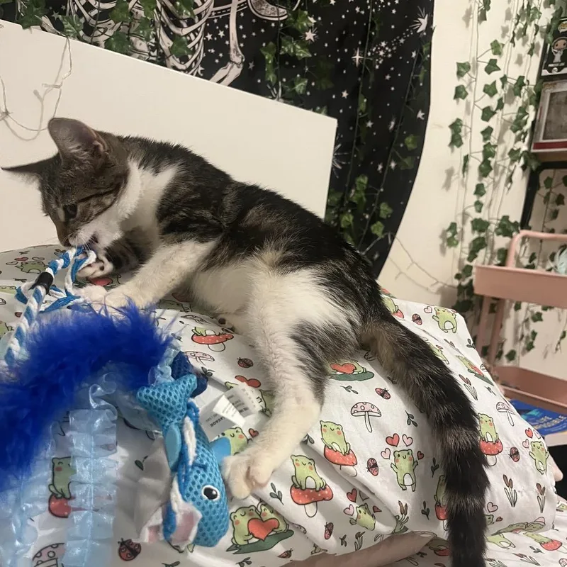 A baby small-sized female Brown / Chocolate Domestic Short Hair cat named Millie Bobby Brown for adoption in Port Richey, FL