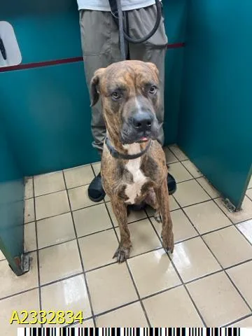 An adult extra large-sized male Mixed Breed dog named Buster for adoption in West Palm Beach, FL