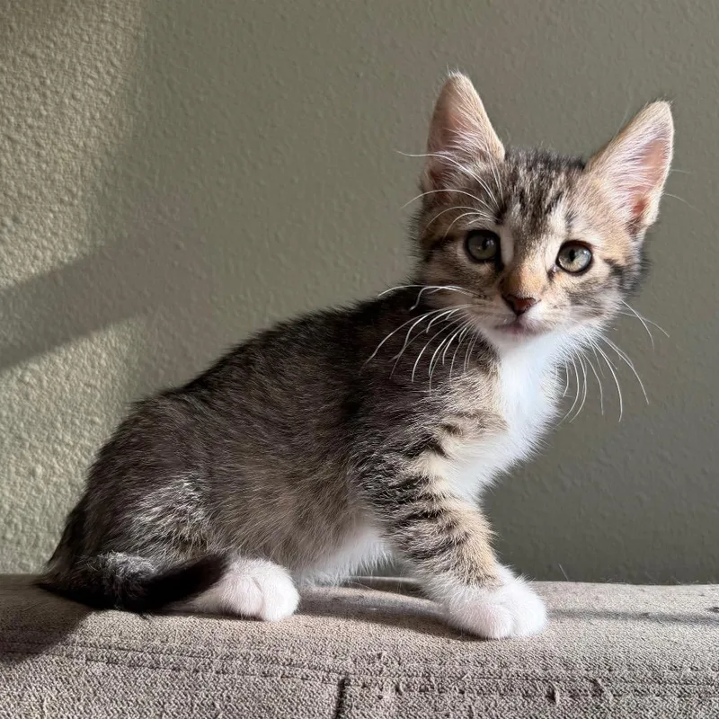 A baby small-sized male Brown / Chocolate Domestic Short Hair cat named Henry for adoption in Tacoma, WA