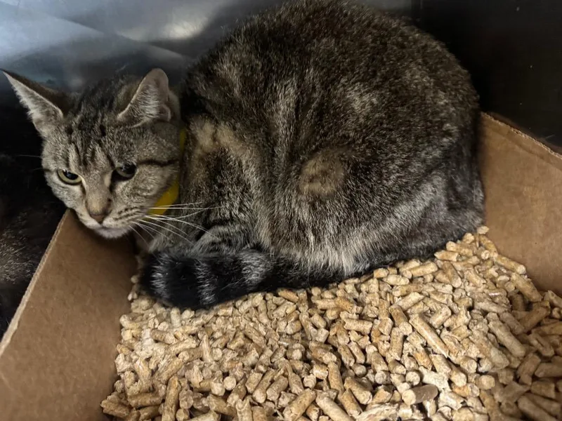 A young small-sized female Domestic Short Hair cat named Leona for adoption in Chickamauga , GA