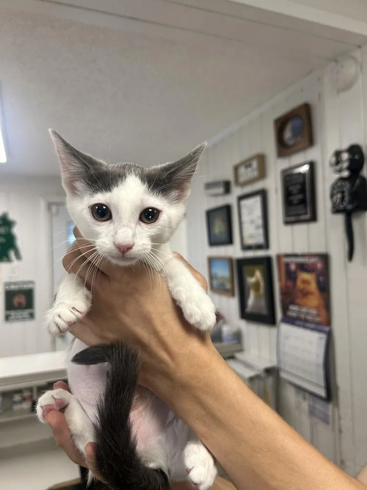 A baby small-sized female Gray & White Domestic Short Hair cat named Jc for adoption in Ontario, CA