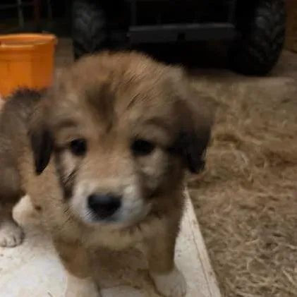 A baby large-sized female Brown / Chocolate Great Pyrenees dog named Dolly for adoption in Houston, TX