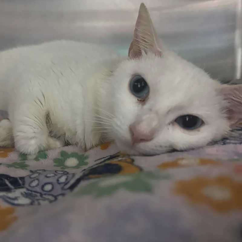 An adult medium-sized female White Domestic Short Hair cat named Pearl for adoption in Lakeland, FL