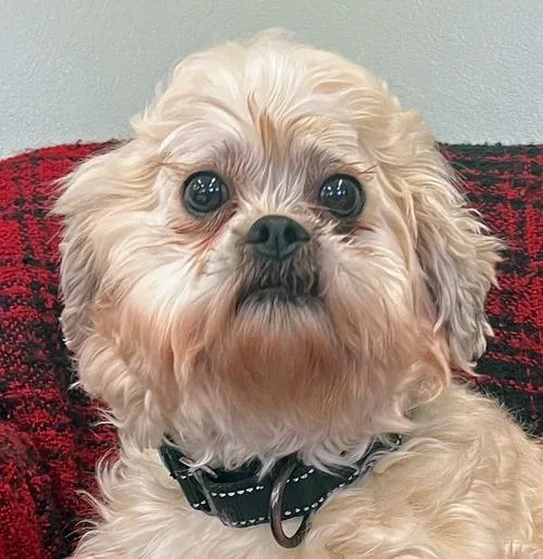 An adult small-sized female Apricot / Beige Maltipoo dog named Lulu for adoption in Amery, WI