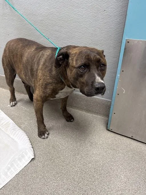 An adult large-sized male Pit Bull Terrier dog named Warrior for adoption in Las Vegas, NV