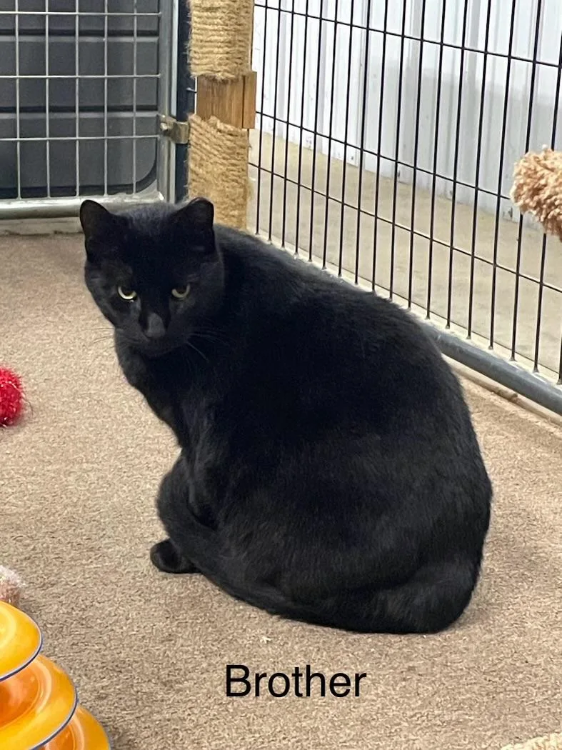 An adult medium-sized male Black Domestic Short Hair cat named Albert and Brother for adoption in Leesburg, VA