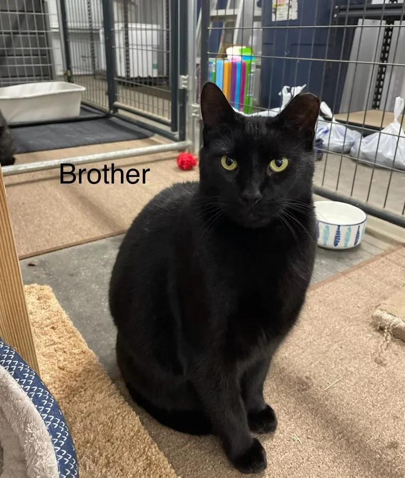 Albert and Brother thumbnail 3