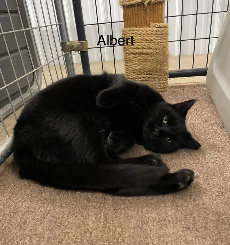 Albert and Brother thumbnail 4