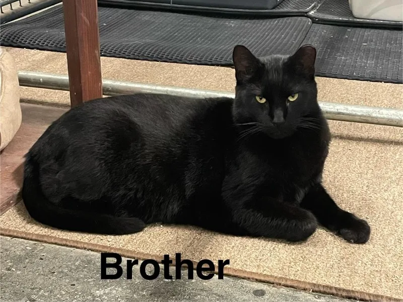 Albert and Brother thumbnail 6
