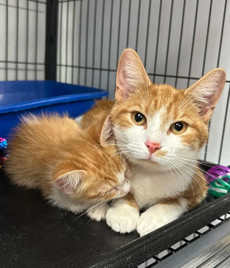 A young medium-sized female Domestic Short Hair cat named Violet for adoption in Washington Court House, OH