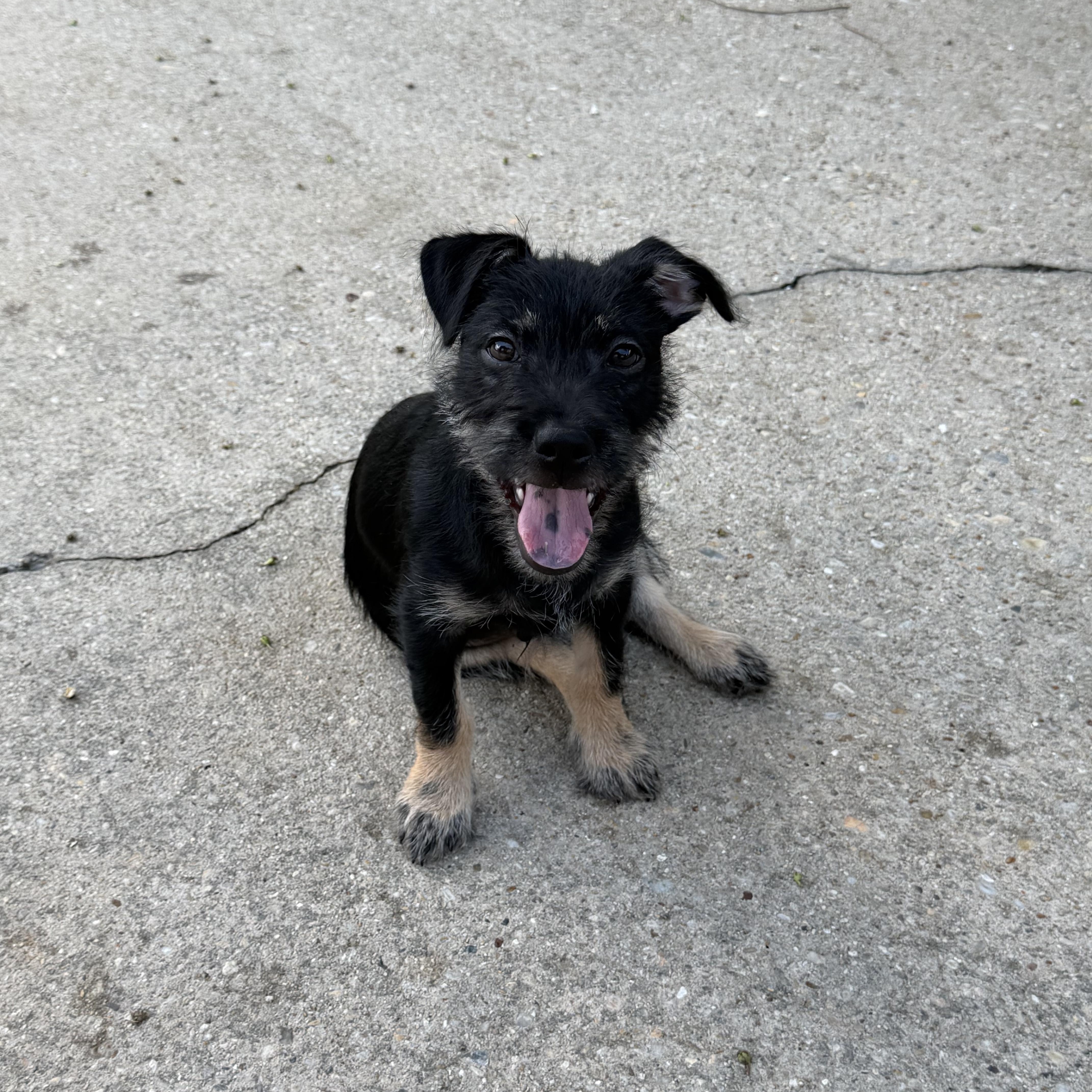 A baby medium-sized male Schnauzer dog named Milo Scruff for adoption in Mobile, AL