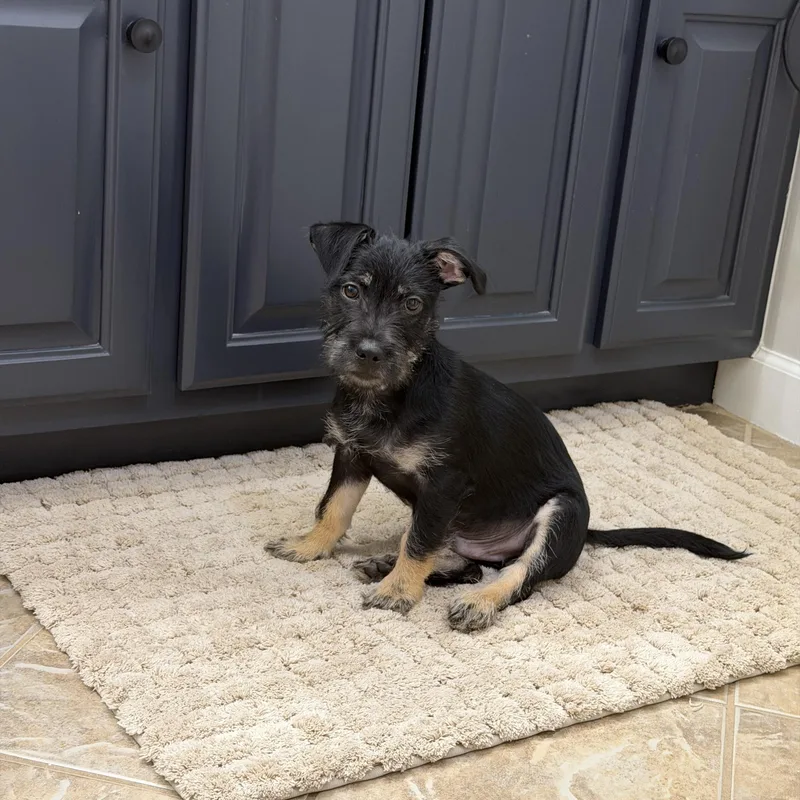 Milo Scruff thumbnail 2