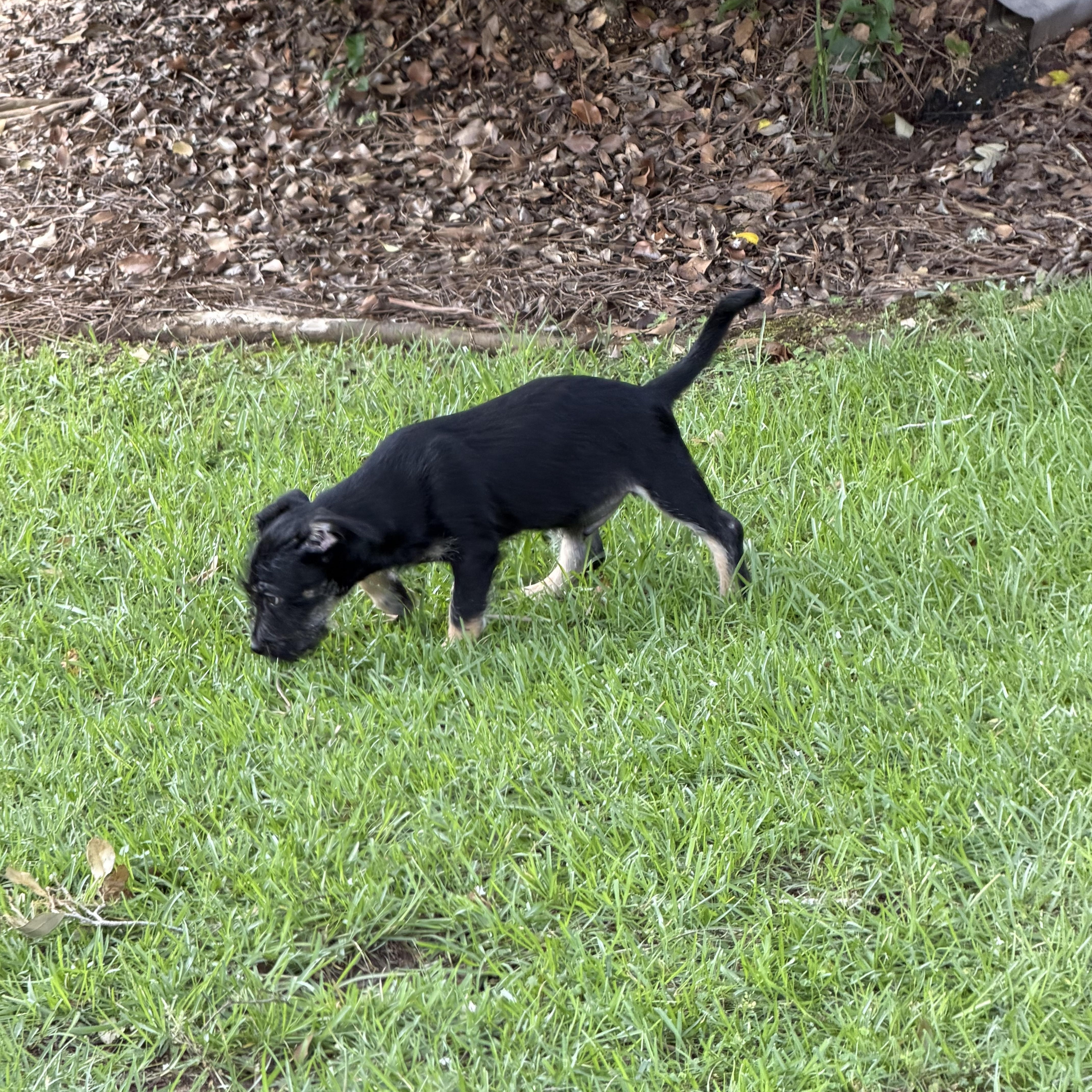Milo Scruff thumbnail 3