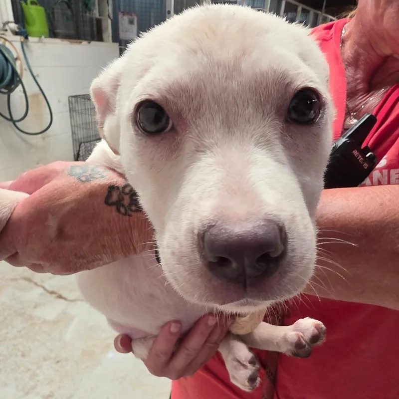 A baby medium-sized female White / Cream Mixed Breed dog named Pikachu for adoption in Leander, TX