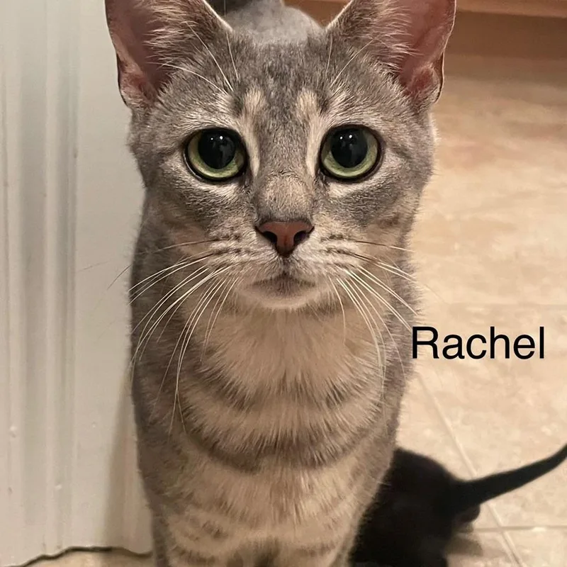 A young medium-sized female Gray / Blue / Silver Domestic Short Hair cat named Rachel for adoption in Greensboro, GA